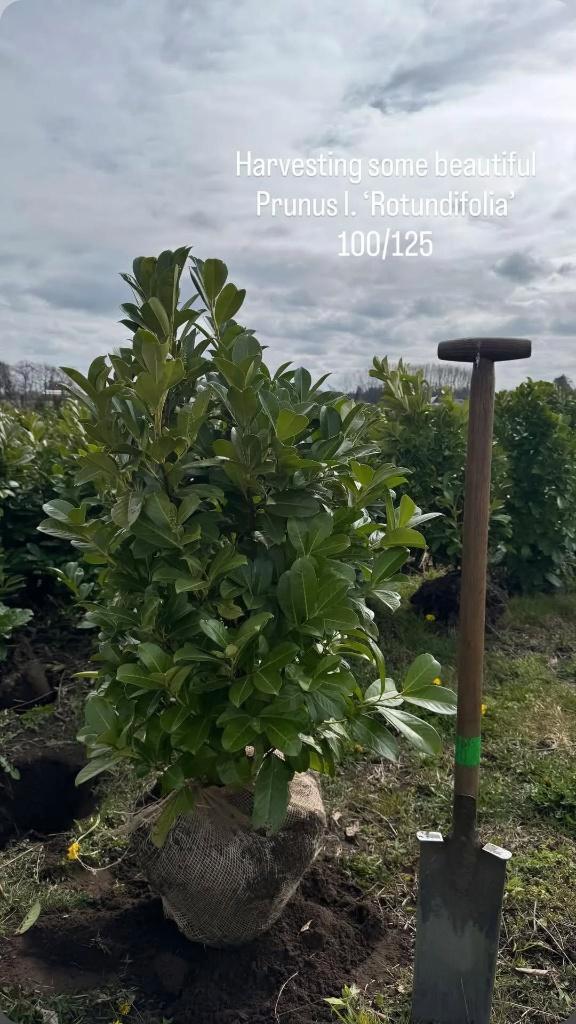 Prunus rotundifolia 100-125, Tuin en Terras, Planten | Struiken en Hagen, Haag, Laurier, 100 tot 250 cm, Ophalen
