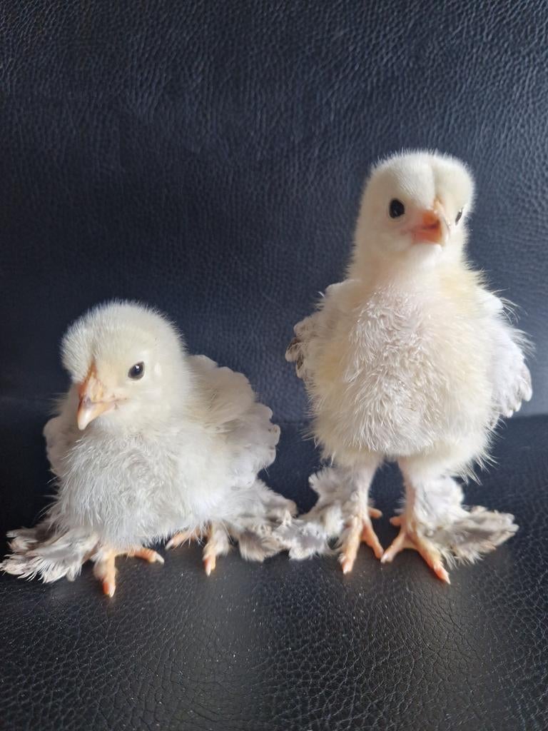 Kuikentjes Brahma Columbia Wit Zwart, Dieren en Toebehoren, Pluimvee