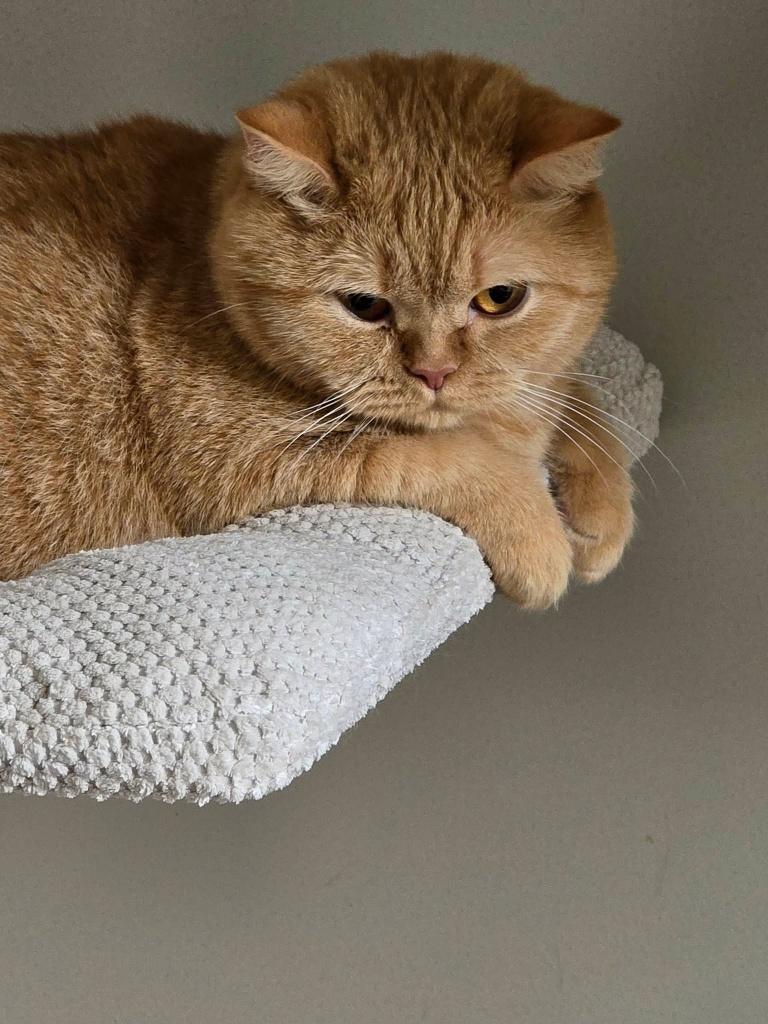 Rode poes met stamboom, Dieren en Toebehoren, Katten en Kittens | Raskatten | Korthaar, Poes, Met stamboom, 3 tot 5 jaar