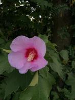 hibiscus syriacus, Vaste plant, Halfschaduw, Zomer, Ophalen