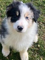 Border collie reuke, Parvo, België, 15 weken tot 1 jaar, Reu