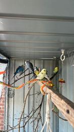 Perruches ondulées, Enlèvement