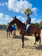 Halve stal spring/dressuur merrie  te Merelbeke, Dieren en Toebehoren, Merrie, 170 tot 175 cm, Springpaard, 11 jaar of ouder