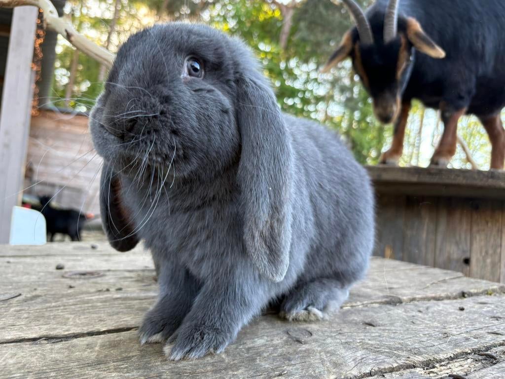 Franse hangoor ram, Oreilles tombantes