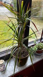 Dracena ou Dragon Tree - 3 branches + cache pot, Plante à fleurs, Enlèvement ou Envoi, En pot, Ombre partielle