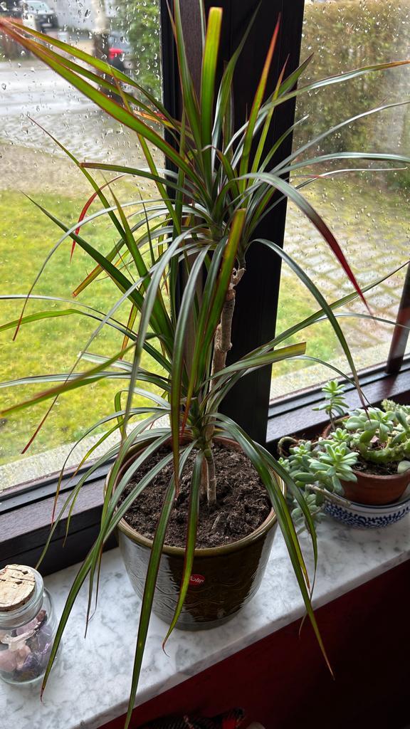 Dracena ou Dragon Tree - 3 branches + cache pot, Maison & Meubles, Plantes d'intérieur, Plante à fleurs, Ombre partielle, En pot