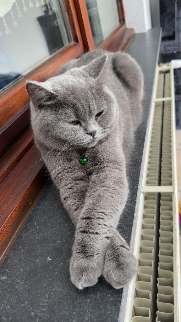 Britse Korthaar – klaar voor nieuw thuis, Chatte ou Chat, Avec pedigree