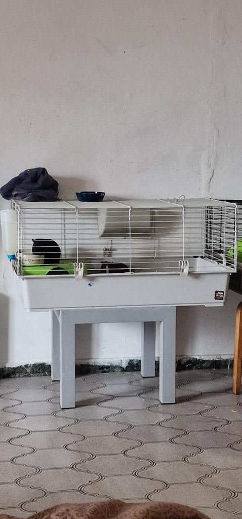 À donner deux cobaye mal  de 4 mois, Animaux & Accessoires