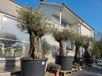Olijfboom Olea Europaea Bonsai- Op voorraad, Enlèvement, Olivier