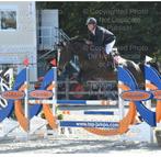 Zwarte merrie spring/recreatiepaard, Animaux & Accessoires, Chevaux, 175 cm ou plus, 11 ans ou plus, Avec pedigree, Ne s'applique pas