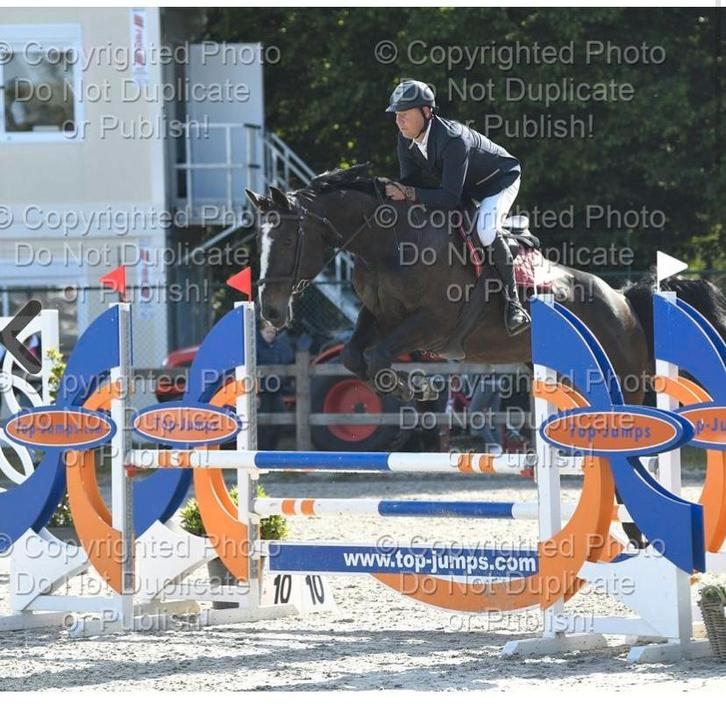 Zwarte merrie spring/recreatiepaard, Animaux & Accessoires, Chevaux, Jument, Ne s'applique pas, 175 cm ou plus, 11 ans ou plus