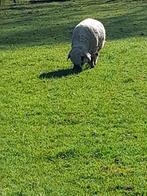 3 ooien Hamsphire Down, Dieren en Toebehoren