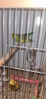 Forpus koppels of los, Dieren en Toebehoren