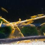 Golden Top Neocaridina Geel Garnaal, Kreeft, Krab of Garnaal, Zoetwatervis