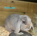 Minilop rammetje, Mâle, Nain, Oreilles tombantes, 0 à 2 ans