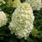 Hydrangea Hercules, Tuin en Terras, Planten | Tuinplanten, Ophalen