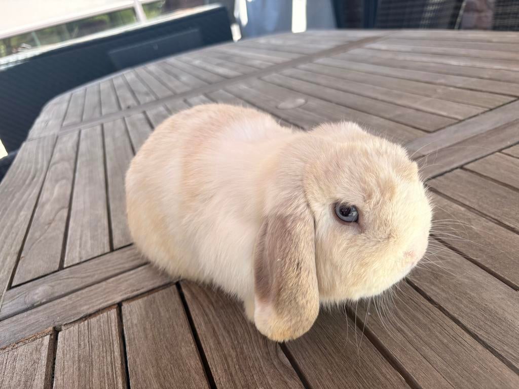 Bélier NHD, Animaux & Accessoires, Lapins, Nain, Mâle, 0 à 2 ans, Oreilles tombantes