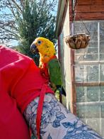 Conure jandaya eam, Animaux & Accessoires, Mâle, Perroquet nain ou Inséparable, Parleur