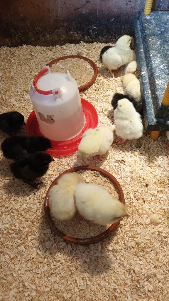 Verschillende soorten kuikens, Sexe inconnu, Poule ou poulet