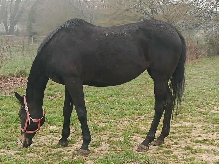 Jument 13 ans, Animaux & Accessoires, Chevaux, Jument, Débourré, 165 à 170 cm, 11 ans ou plus, Cheval de récréation, Avec puce électronique