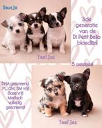 3de generatie Di Petit Bello Chihuahuatjes!, Particulier, Hépatite contagieuse (maladie de Rubarth), 8 à 15 semaines, Plusieurs