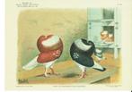 Heruitgave litho's duiven, Animaux & Accessoires, Oiseaux | Pigeons, Autres espèces