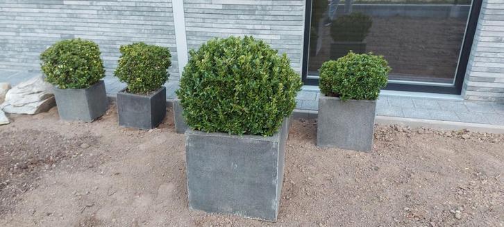 Jardinière résistante au gel avec buis japonais, Jardin & Terrasse, Bacs à fleurs & Jardinières, Enlèvement ou Envoi