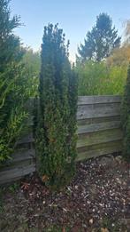 Tuinplanten gratis, Ophalen