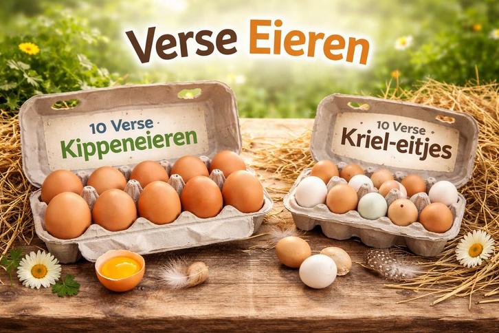 Verse eieren te verkrijgen, Dieren en Toebehoren, Pluimvee, Kip, Vrouwelijk