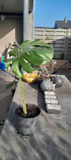 Monstera gewortelde stek, Huis en Inrichting, Kamerplanten, Ophalen