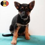 Berger Allemand - chiots à poil court à vendre, Commerçant, 8 à 15 semaines, Plusieurs, Hépatite contagieuse (maladie de Rubarth)