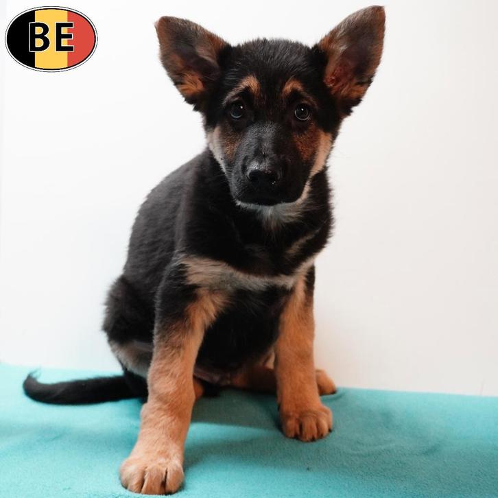 Duitse Herder - Kortharige pups te koop, Dieren en Toebehoren, Honden | Herdershonden en Veedrijvers, Meerdere dieren, Herder