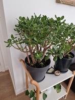 Kamerplant vetplant, Maison & Meubles, Plantes d'intérieur, Enlèvement, Plante succulente