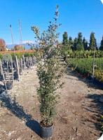 Quercus ilex (chêne vert), Enlèvement, En pot, Autres espèces