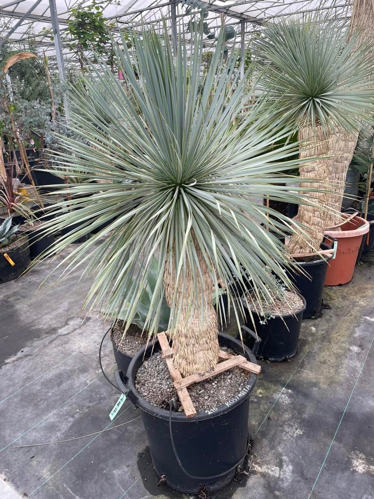 Yucca Rostrata, Tuin en Terras, Planten | Bomen, Lente, 100 tot 250 cm, Palmboom, Ophalen