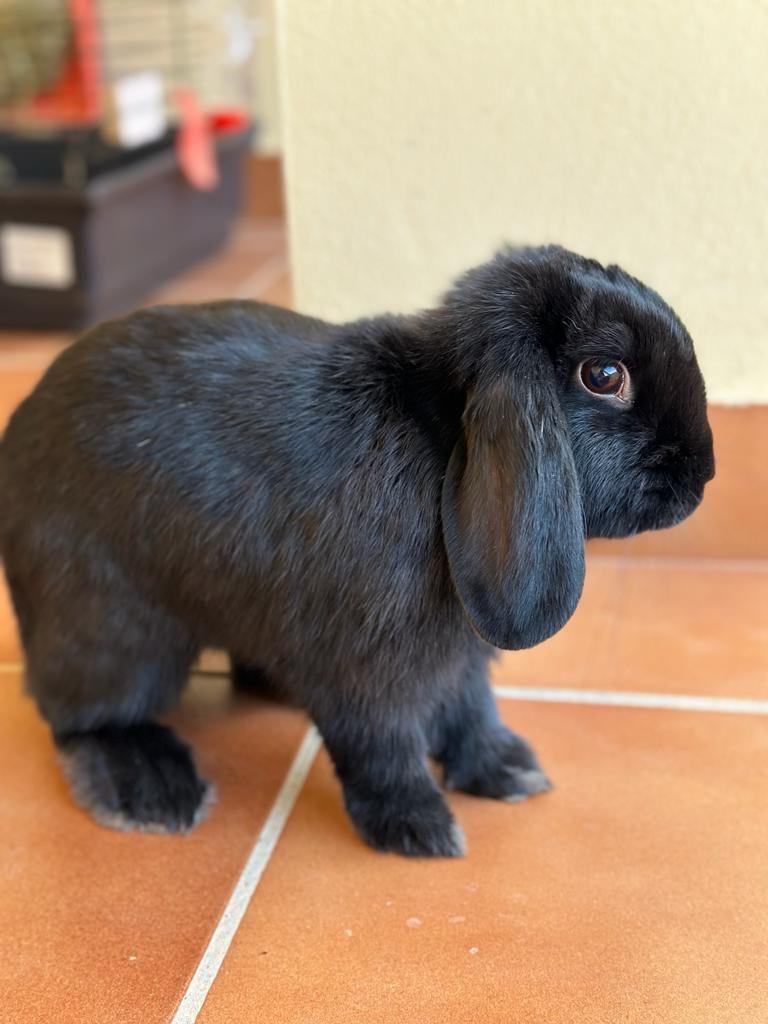 Nederlands dwerg hangoor rammetje, Dieren en Toebehoren, Konijnen, Dwerg, Hangoor