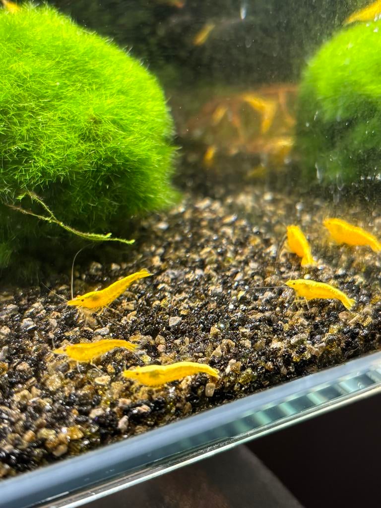 Neocaridina Yellow Sakura - gele garnalen, Dieren en Toebehoren, Kreeft, Krab of Garnaal, Zoetwatervis, Schoolvis