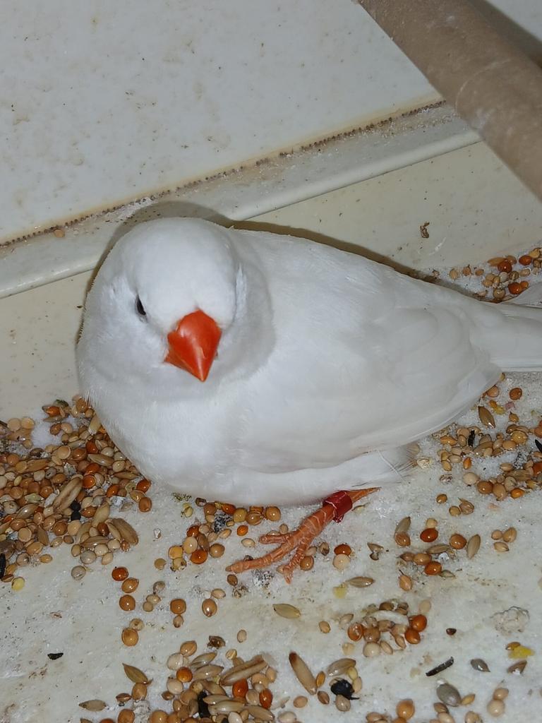 3 witte en 1 bonte zebravink, Meerdere dieren, Tropenvogel, Geringd