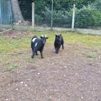 Geitjes, Dieren en Toebehoren, Schapen, Geiten en Varkens, Meerdere dieren, Geit, 0 tot 2 jaar