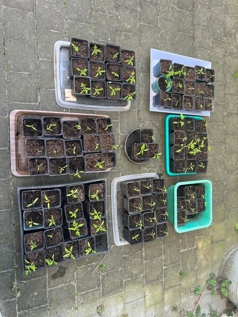 Tomatenplanten, Ophalen, Eenjarig, Groenteplanten