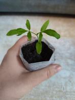 Black Cherry | Tomaat Plant, Enlèvement