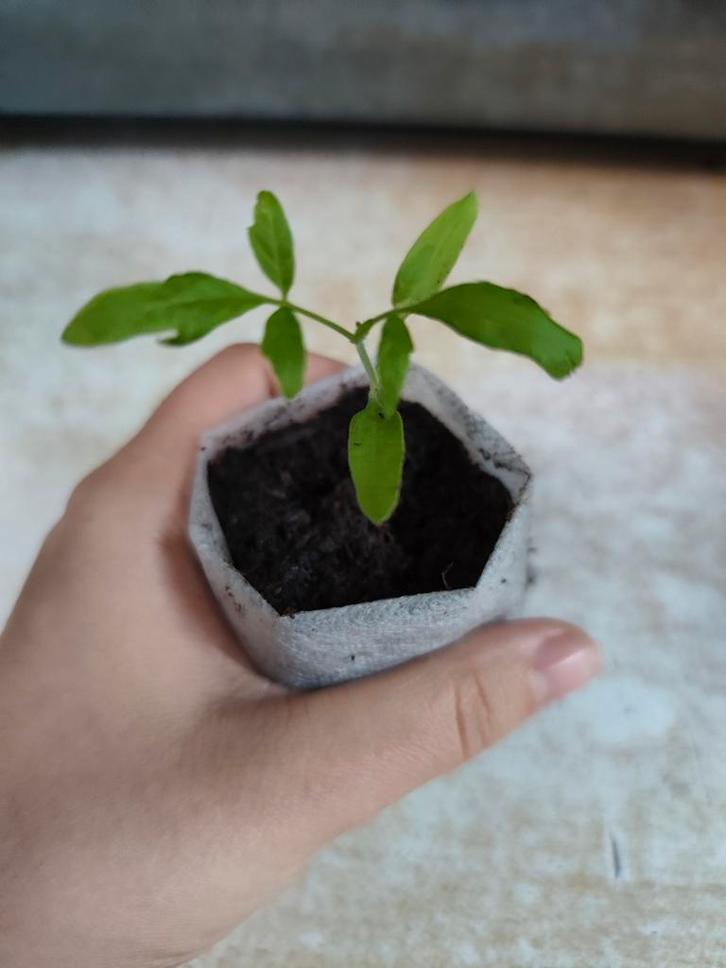 Black Cherry | Tomaat Plant, Jardin & Terrasse, Plantes | Jardin, Enlèvement