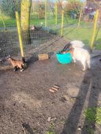 Dwerg geitjes, Dieren en Toebehoren