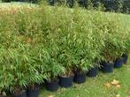 Bambou non-traçant  Fargesia, Tuin en Terras, Planten | Struiken en Hagen, Ophalen, Bamboe, Haag