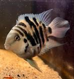 Polar Blue Parrot Cichlid – Amatitlania Nigrofasciata blue, Dieren en Toebehoren, Vis, Zoetwatervis