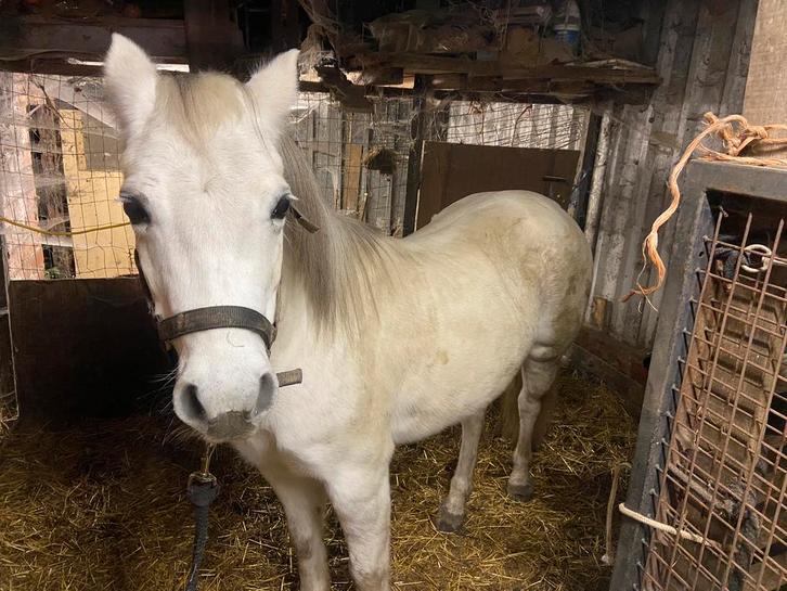 New forest merrie, Dieren en Toebehoren, Pony's, Merrie, Zadelmak, A pony (tot 1.17m), Tuigpony, 7 tot 10 jaar, Met stamboom, Gechipt