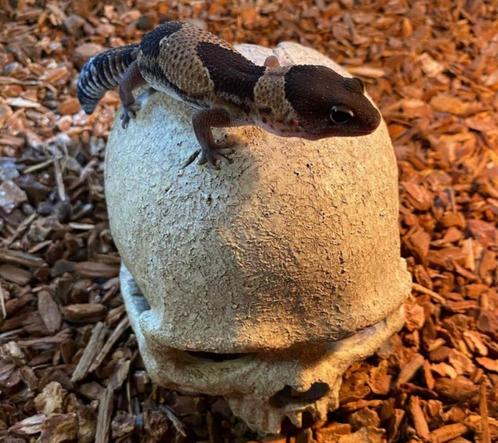 Jonge vetstaartgekko’s – Hemitheconyx caudicinctus, Dieren en Toebehoren, Reptielen en Amfibieën, Hagedis, 0 tot 2 jaar