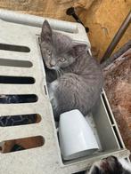 Kittens, Dieren en Toebehoren, Geslacht onbekend, Kortharig