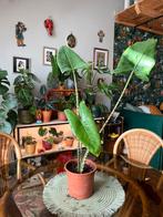 Alocasia Zebrina, Ophalen