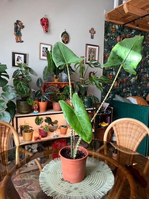 Alocasia Zebrina, Huis en Inrichting, Kamerplanten, Ophalen
